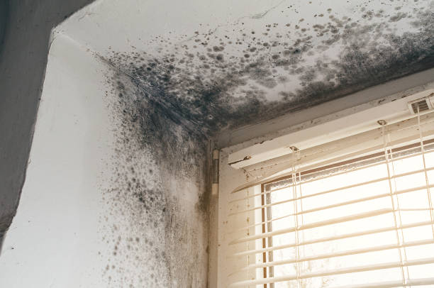 Affordable Black Mold Remediation solutions in Clear Spring, MD